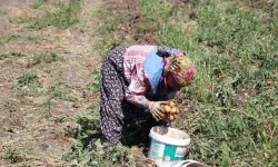 Bolu’da patates hasadı başladı