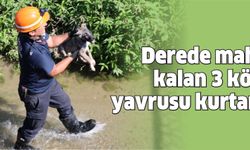 Derede mahsur kalan 3 köpek yavrusu kurtarıldı