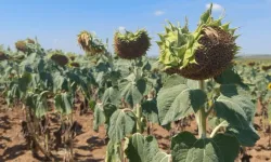 Felaket Edirne’den girdi Tekirdağ Kırklareli’ne sıçradı! Trakyalılar diken üstünde