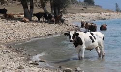 Sıcaktan bunalan inekler Bolu’da göle girdi