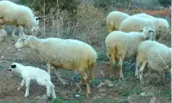 Esrar Tarlasına Giren Koyunlar: 300 Kilo Keneviri Yediler