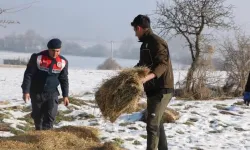 Bolu'da yılkı atları için karla kaplı yaylalara yem bırakıldı
