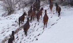 Bolu'nun Meşhur At Yaylası'nda Büyüleyici Anlar: Vahşi Yılkı Atları Havadan Görüntülendi