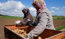 Bolu'da Patates Ekim Sezonu Başladı: Çiftçiler Yeniden Umudu Patatese Bağladı