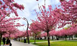 Bolu Merkezindeki Anıtpark, Çiçeklerle Donandı: Adeta Bir Çiçek Bahçesi