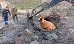 Çamura Saplanan İnekler Kurtarıldı: Bolu'da Olaylı Kurtarma Operasyonu