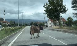 İnek araçlara aldırış etmeden trafiği tehlikeye soktu