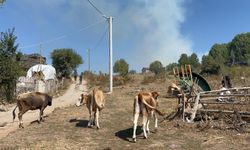 Alevlenen yangından hayvanlarını böyle kaçırdı