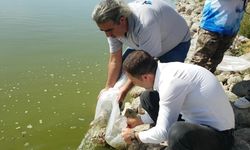 Bolu Türkiye’nin balık popülasyonunu taşıyor!  Yağmursuyu Göleti'ne 10 bin yavru sazan salındı