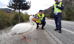 Devriye atan jandarma pelikan kuşu buldu: Hamsiyle beslediler