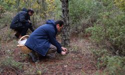 Bolu’da bol miktarda var! Sonbaharın Mucizesi: Kanlıca Mantarı