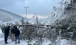 Abant yoluna dikkat! Ağaç devrildi, tatilciler yolda kaldı