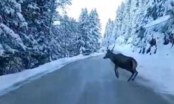 Bolu’da nadir görülen kızıl geyik karla kaplı yolda görüntülendi