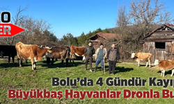 Bolu’da 4 Gündür Kayıp Olan Büyükbaş Hayvanlar Dronla Bulundu