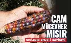 Cam Mücevher Mısır: Doğanın Renkli Hazinesi