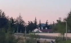 Bolu Düzce arasında ayı paniği!
