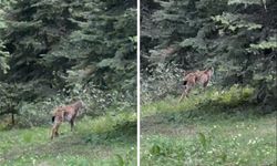 Bolu'da, nesli tükenmekte olan vaşak görüntülendi