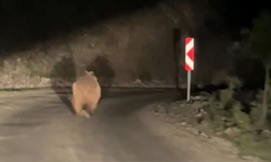 Bolu’da otomobil gören ayı korkup böyle kaçtı