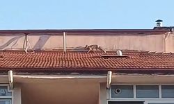 Bolu’da ilginç anlar: Apartman çatısına tilki çıktı
