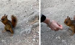 Bolu’da piknikçilere sürpriz ziyaret