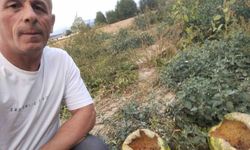 Mudurnu’da kargalar 80 karpuzu delik deşik etti