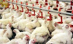 Göynük’te Kaçak Kümeslere Rekor Ceza: 4 Milyon Liranın Üzerinde Yaptırım Uygulandı
