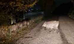 Aç kalan domuz sürüsü şehre indi