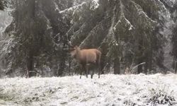 Bolu ormanlarında kızılgeyiğin böğürme anları kameraya yansıdı