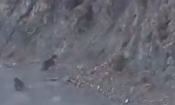 Bolu’da anne ayı ve yavrusu korkuyla dağa tırmandı