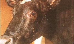 BİR BU EKSİKTİ! BOLU’DA DELİ DANA GÖRÜLDÜ