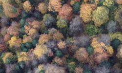 Bolu’da ormanlık alanlarda sonbahar güzelliği