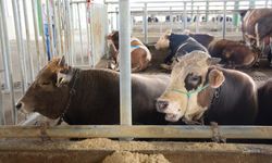 Uzmanından ’Deli dana’ uyarısı