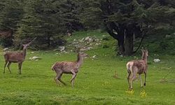 Çubuk Yaylası’nda Geyikle Sürpriz Karşılaşma!