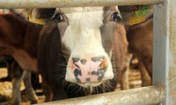 Şap nedeniyle 18 köy ve 4 mahalle karantinaya alındı