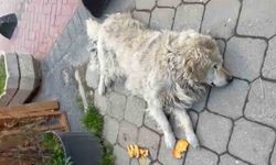 Sokağın maskotu "Waffle" ekipler tarafından barınağa götürüldü