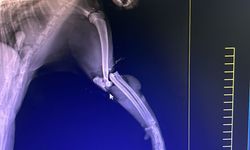 Bolu’da Araba Çarpan Kedi İçin Yardım Kampanyası Başlatıldı