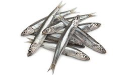 Hamsinin kilosu 150 liraya düştü