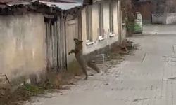 Köpek seslerini duyan tilkinin yaşadığı panik kamerada