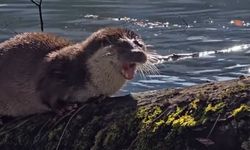 Bolu'da su samuru görüntülendi