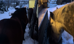 Bolu’da yılka atları evlere kadar girdi