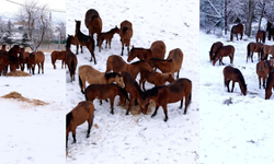 Yılkı atlarını belediye ekipleri besledi