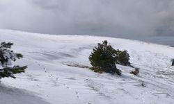 Bolu'da soğuk hava ağaçları dondurdu