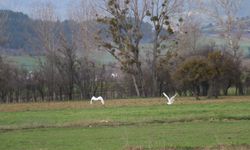 Nadir rastlanan beyaz balıkçıl kuşlar Bolu'da görüntülendi