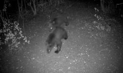 Ayı, kurt, geyik ve karaca fotokapana yakalandı