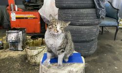 Oto tamircisinin en sadık çırağı "Şıkkıdı" oldu