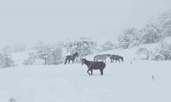 Bolu’da yılkı atları karlar altında