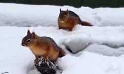 Bolu’da sincapların kar keyfi