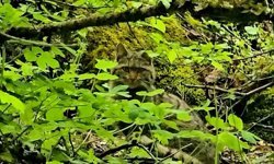 Bolu’da ormanlık alanda gezinen yaban kedisi görüntülendi