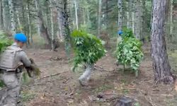 Bolu’da ormanda kenevir operasyonu: 288 kök ele geçirildi, 1 tutuklama