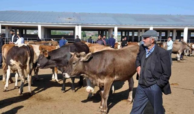 Hayvan pazarları ne zaman açılacak.